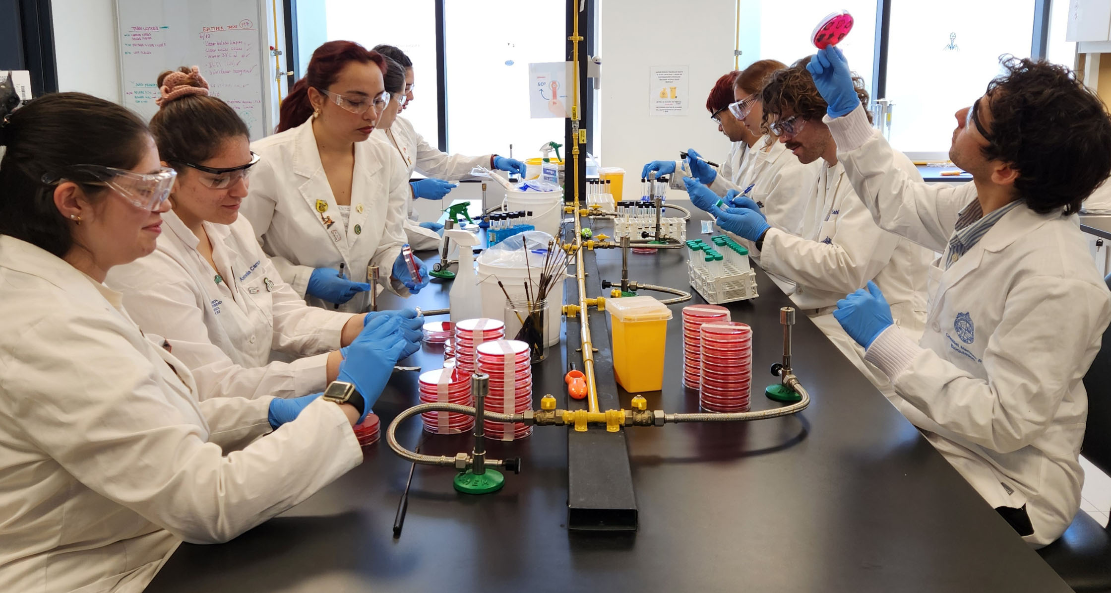 Investigadores de Medicina Veterinaria UC realizan prácticas de laboratorio con muestras microbiológicas