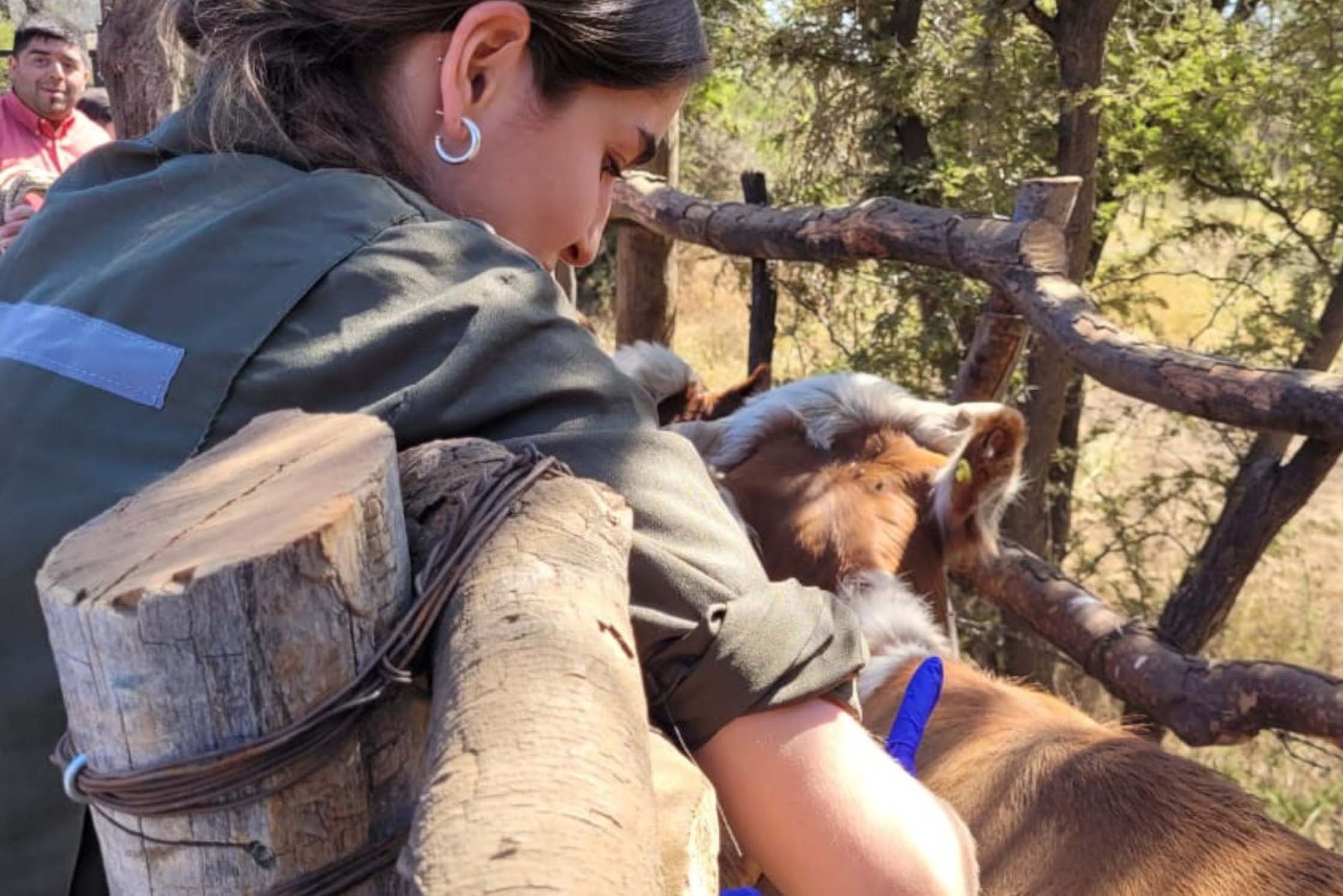 Estudiante de Medicina Veterinaria UC realizando actividad clínica con bovino.