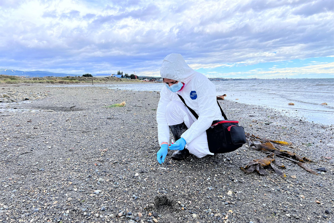Investigadora de Medicina Veterinaria UC tomando muestras en playa patagónica con traje de protección